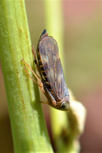 Jikradia olitoria
